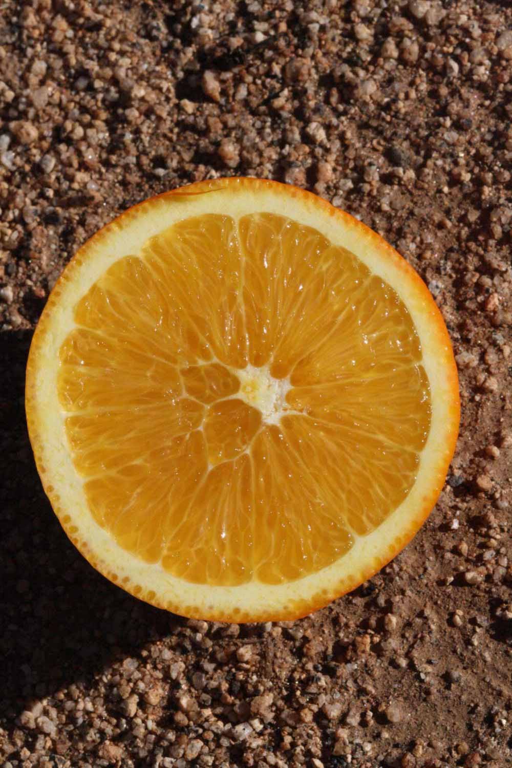              Fruit cross-section (Riverside, CA)       